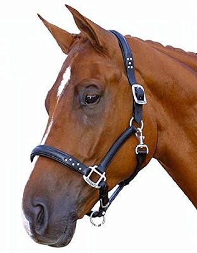 Leather-Halter-Kieffer-Suleika