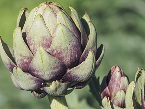 Preisvergleich Produktbild Lais Puzzle Artischocken 100 Teile