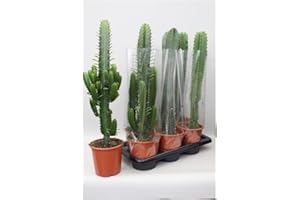 CAMBRIDGE BEE Euphorbia acrurensis Candelabra Cactus in 17cm pot 60-70cm tall