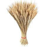 ramo trigo seco Seleccionados a mano por la calidad cultivada en un paquete real de trigo seco en la granja incluyen 100 tallos de trigo.