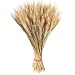 Produktbild Natürliche weizen deko getrocknete blumen Deko-Grasbouquet, 100 x trockenes Deko-Gras. Für blumenstrauß, Requisiten, künstliche Blumen und für Heim- oder Partydekorationen