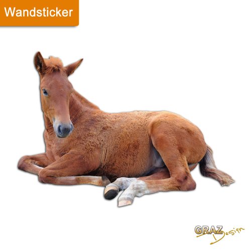 Graz Design 641037_57 Wandsticker Wandtattoo Wandaufkleber Kinderzimmer Fohlen Fuchs Pferd süß - 2