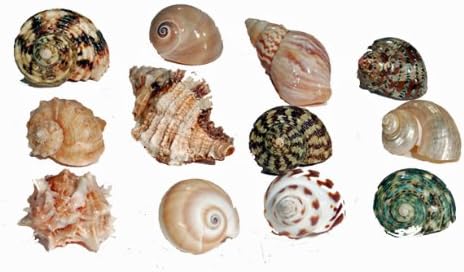 Florida Marine Research SFM34331 12-Pack Hermit Crab Shell, Medium
