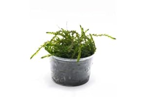 GÄRTNEREI - GARNELIO Winterhartes Teichmoos - Einfach grüne Wasserpflanze für den Teich - Teichpflanze - Quellmoos - Portion