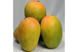 POUND VEG Fresh Kesar Mango - Imported Daily from India Juicy Indian Mangoes (6)