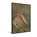 Produktbild Calvendo Premium Textil-Leinwand 30 cm x 45 cm hoch, Mantis in der Morgensonne | Wandbild, Bild auf Keilrahmen, Fertigbild auf Echter Leinwand, Leinwanddruck Natur Natur