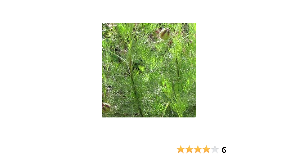 Plante Cola Arquebuse Artemisia Abrotanum Cola Plant Lot De 3 Pieds Amazon Fr Jardin