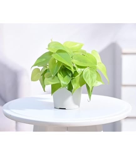 Nursery Live Philodendron scandens Gold indoor Live Plant in 10 cm Pot :  Amazon.in: Garden & Outdoors