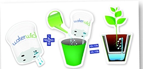 Katzengras Pflanze „Extra weich“+ Dekotopf Grün/weiss mit Wasserspeicher, zur Verdauungsunterstützung ihrer Stubentiger! - 2