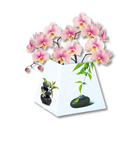 Preisvergleich Produktbild Paper Vase Zen weiß
