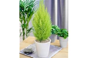 Meredith Nurseries 4 Pack Dwarf Conifer, Lemon Scent, Cupressus Macrocarpa, Cypress Wilma, Goldcrest Wilma