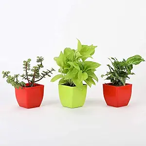 VishNature Money Plant,Syngonium & Jade Plant in Multicolor Plastic Pot/Indoor/Outdoor/Live/Plant