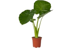 Plant in a Box - Alocasia Odora - Oreille d'éléphant - Alocasie - Pot 17cm - Hauteur 55-75cm