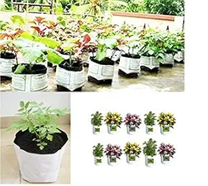 Poly Grow Bag for Terrace Gardening 20cms(L) x20cms(W)x35cmH)] Free Vegetable seeds for gardening/Grow Vegetables, Fruits, Onion & Other Leafy Vegetables/Free Vegetable Seeds for Gardening (White, 20)