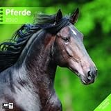 Pferde 30x30 cm 2010 by 