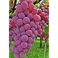Red Colour Rare Healthy Grape Sweet Seedless Natural Premium Imported Hybrid Grafted Live Plants Big Size Special Variety Healthy Live Plant for Home Gardening Color (Red)