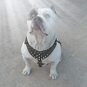 PnM PU Leather Spike Studded Adjustable Dog Harness for Maxi or Large Dogs (Black)