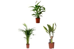 VIPARPLANT Mix Plant Indoor- PAck 3 plantes d'intérieur naturelles (P-2: Dracaena + Areca + Spathiphyllum)