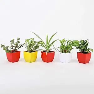 VishNature Combo Set of 5 Spider Plant,Pothos Plant,Jade Plant,Syngonium & 2 Layer Bamboo Plant in Plastic Pot/Indoor Plant/Gardning,Gifts,Wishes,Decoration