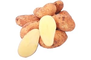 ‎LAMERA Frische Kartoffeln Speisekartoffeln Annabelle 1-25 KG neue Ernte 2025 festkochend Salatkartoffel zum Grillen für Kartoffelsalat, Pellkartoffeln, Bratkartoffeln, Pommes Frites, Butterkartoffeln (5)