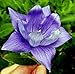 Produktbild Vista 40 + Blaue Doppelte Platycodon-Ballon-Blumen-mehrjährige Blumensamen