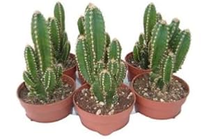 TODOCACTUS Cactus Cereus Floridiano o Cactus del Ordenador 1 Unidad de 8cm en Maceta Pequeña Cactus Natural