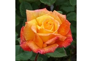 GIFTAPLANT Rose Freddie Mercury - Superb Rose Gift for Fans of Queen and Freddie Mercury