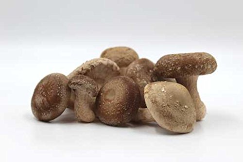 Bio Shiitake Körner Pilzbrut - Pilze selber züchten - Körnerbrut