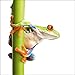Produktbild Artland Qualitätsbilder I Glasbilder Deko Glas Bilder 20 x 20 cm Tiere Wassertiere Frosch Foto Weiß A5KW Frosch umfasst einen Pflanzenstengel