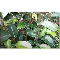 Stk - 100x Ficus benjamina Gummibaum Zimmer Garten Pflanzen - Samen B1493 -  Seeds & Plants Shop by Ipsa : Amazon.de: Garten