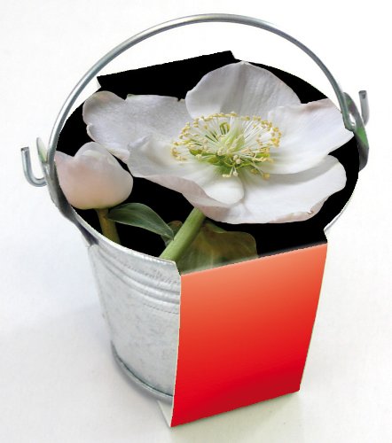 Preisvergleich Produktbild 10er Set Pflanzeimerchenset Christrose