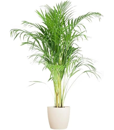 Banyan-Feige Ficus benghalensis Zimmerpflanze 200cm hoch 50cm XXL  Zimmerbaum mit groen glnzenden Blttern pflegeleicht robust dekorative  Grnpflanze fr Wohnzimmer Bro Innenrume : Amazon.de: Garten
