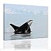 Produktbild SENSATIONSPREIS Bilderdepot24 Bild auf Leinwand mit SOMMER RABATT "Killerwal - Orka" 60x50cm - eigene Herstellung, faire Produktion in Deutschland