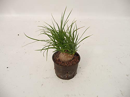 Stiefmtterchen Pflege Standort Gieen Berwintern Und