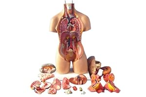 UIGJIOG Modell Der Menschlichen Körper Torso 55Cm Innere Organe Anatomische Medical Anatomisches,Menschliche Körper-Anatomie Für Medizinische Ausbildung