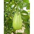 Golden Hills Farm Brinjal Big Green Eggplant Organic Vegetable Seeds 500 seeds