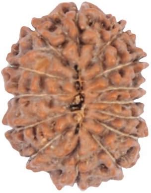 BuyRudraksha Indonesian Chaudah Mukhi / Fourteen Faced Rudraksha Beads