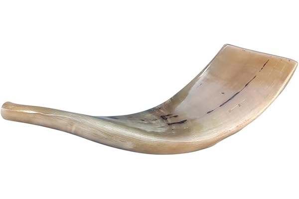 Amen Judaica corne de bélier shofar polie 12-14 pouce