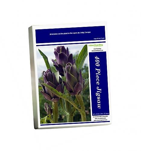 Download Photo Jigsaw Puzzle of Artichoke on the plant in the open air, Italy, Europe Download Photo Jigsaw Puzzle of Artichoke on the plant in the open air, Italy, Europe