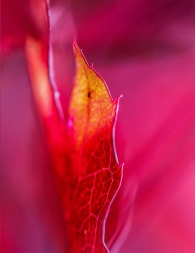 Preisvergleich Produktbild Graph Paper Notebook - Maple Leaf (Graph Paper Journal)