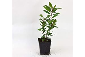 MONDOPIANTE Pianta Corbezzolo, Vaso 7cm, Altezza 10/15cm