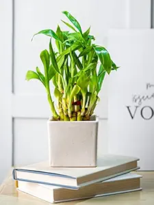 Nurturing Green Lucky Bamboo 2 Layer in Marble Pot