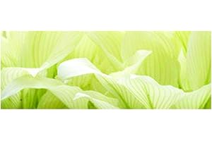 LINCOLNSHIRE POND PLANTS LTD Hosta 'White Feather' -bareroot-1 LTR - Marginal Pond Plants - Fish or Wildlife Pond and bog Aquatic Plants