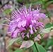 Produktbild PLAT FIRM Bergamot Bee Balm Monarda Fituloa, 250 Samen