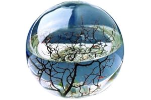 EcoSphere - Miniaquarium aus der NASA Weltraumforschung - handgefertigtes, geschlossenes Ökosystem mit Garnelen - Made in Germany (10cm Kugel)