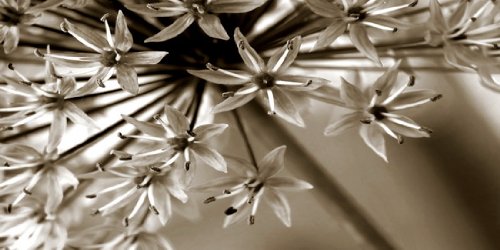 Preisvergleich Produktbild P2150-WPd Wallprint Wandprint Fotodruck 250x125 SchwarzWeiss