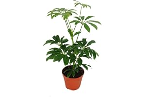 Exotenherz - Strahlenaralie - Schefflera - 9cm Topf - Zimmerpflanze - ca. 25cm hoch