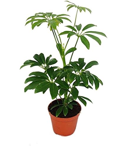 Exotenherz Strahlenaralie (Schefflera) Weiss-bunt – Luftreinigende Zimmerpflanze Im 12 Cm Topf