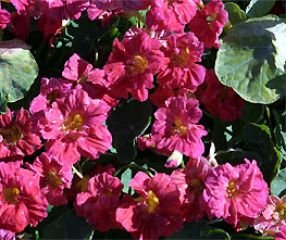 Bobby-Seeds Kapuzinerkressesamen Whirlybird Cherry Rose Portion