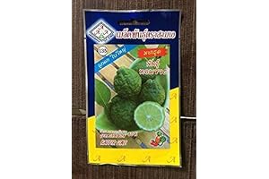 Germinazione I Semi: Thai Kaffir Lime Semi di Arv